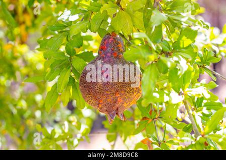 Red pomegranate fruit on the tree in the garden in summer season. Stock Photo