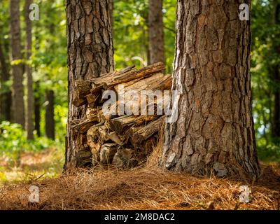 Firewood pile in forest. Split wood logs stacked between pine trees in rustic outdoor camping area. Stock Photo