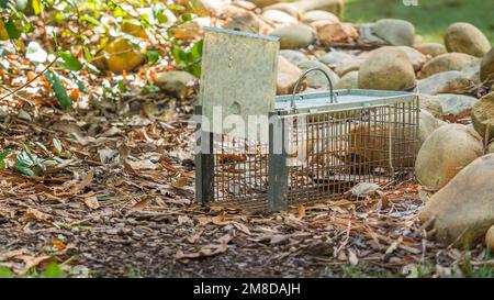 Backyard chipmunk trap Stock Photo - Alamy