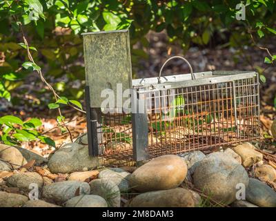 Backyard chipmunk trap Stock Photo - Alamy