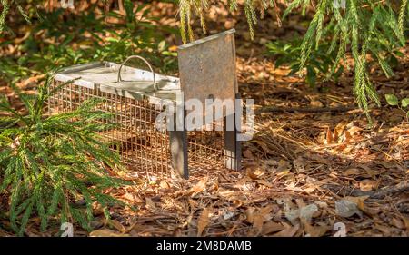 Humane live animal trap. Pest and rodent removal cage. Catch and release wildlife animal control service. Stock Photo