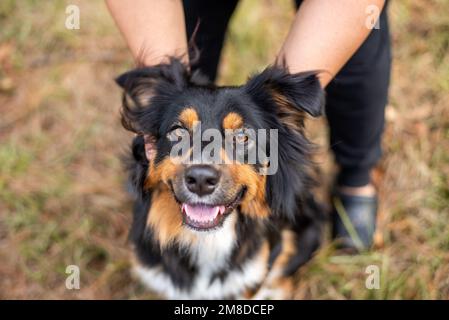 Australian Shepherd Tri Color Aussie outside at a park. Dog being petted by owner, close up of a happy dog and hands. Stock Photo