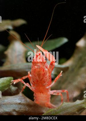Dwarf Mexican orange crayfish (Cambarellus patzcuarensis), 'CPO' with one pincer temporarily missing Stock Photo
