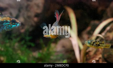Female dwarf cichlid (Apistogramma agasizzii) 'Double red' front view, flanked by male Apistogramma and pea puffer (Carinotetraodon travancoricus) in Stock Photo