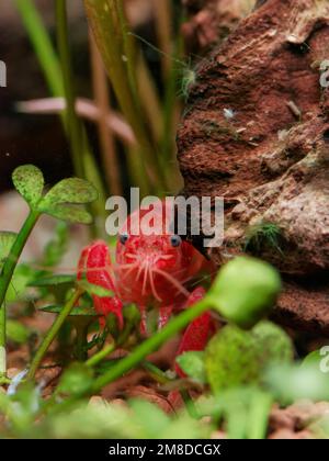 Orange dwarf Mexican crayfish (Cambarellus patzcuarensis) hiding behind driftwood, front view Stock Photo