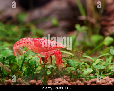 Orange Mexican dwarf crayfish (Cambarellus patzcuarensis) side view on marsilea plants in aquarium, closeup Stock Photo