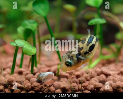 Dwarf pea puffer (Carinotetraodon travancoricus) hunting a bladder snail (Physella acuta) stalking closely in aquarium Stock Photo