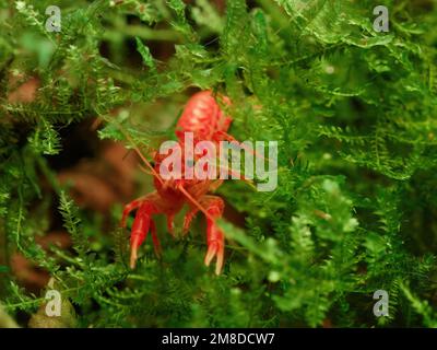 Orange dwarf Mexican crayfish (Cambarellus patzcuarensis) climbing in Taiwan moss (Taxiphyllum alternans) Stock Photo