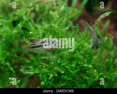 Two sparkling gouramis (Trichopsis pumila) exploring a patch of Taiwan moss (Taxiphyllum alternans) Stock Photo