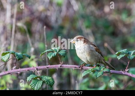 House sparrow, Passer domesticus, at Sculthorpe Moor Nature Reserve in Norfolk. Stock Photo
