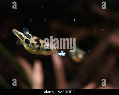 Dwarf pea puffer (Carinotetraodon travancoricus) about to swallow mysis shrimp during feeding while another fish watches Stock Photo