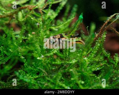 Female dwarf pea puffer (Carinotetraodon travancoricus) exploring patch of Taiwan moss (Taxiphyllum alternans) Stock Photo