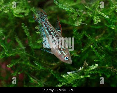 Sparkling gourami (Trichopsis pumila) eating bloodworm in patch of Taiwan moss (Taxiphyllum alternans) Stock Photo