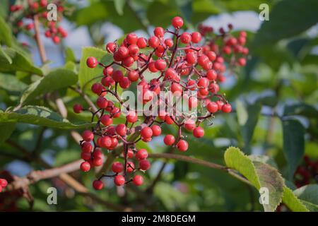 Sambucus racemosa, a species of elderberry known by the common names red elderberry and Red-berried. Stock Photo