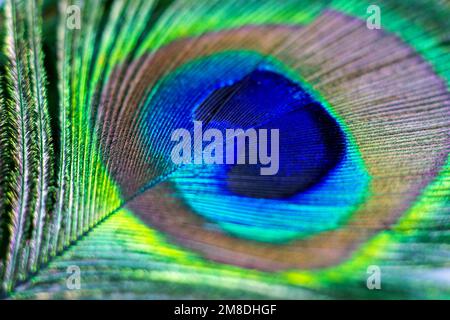 Bright blue and green male tail peacock feather close up. Stock Photo