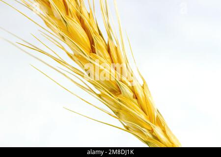 Bright yellow wheat stem with grains on white background close up. Stock Photo