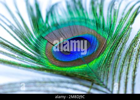 Bright blue and green male tail peacock feather close up. Stock Photo