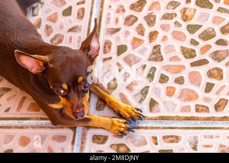 Portrait of a Mexican brown russian toy terrier dog while he is tired and sleepy in Playa del Carmen Mexico. Stock Photo