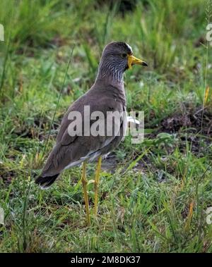 African wattled lapwing (Vanellus senegallus), also known as the Senegal wattled plover or simply wattled lapwing, Masai Mara, Kenya, Africa Stock Photo
