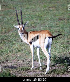 Thomson's gazelle (Eudorcas thomsonii), Masai Mara, Kenya Stock Photo ...