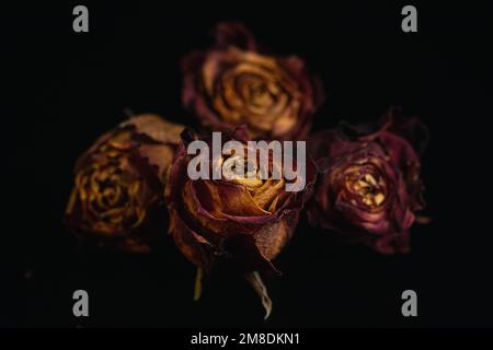 Macro close up multicolored orange dried rose bloom bouquet in ceramic retro vase Black background Stock Photo
