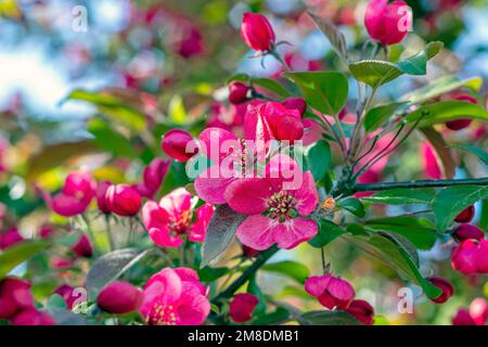 Bright pink decorative crabapple tree blossom on green leaves background in the garden in spring. Stock Photo