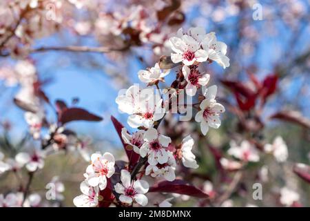 Flowering ornamental purple-leaf plum Hollywood with white flowers in the garden in spring. Stock Photo