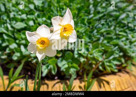 Fresh white and yellow blossoming daffodil flower on green grass background in the garden in spring. Stock Photo