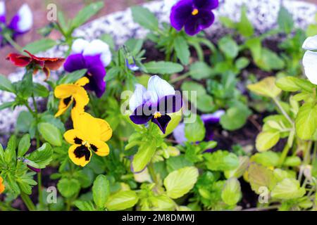 Colorful yellow and violet Pansies (Viola tricolor var. hortensis) flowers on the flowerbed in the garden in spring. Stock Photo