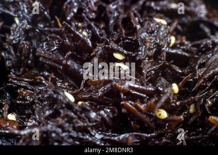 Japanese brown seaweed Hijiki salad with sesame seeds close up as an asian food texture. Stock Photo