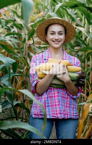 Farmer holding corn cobs in hand in corn field Stock Photo