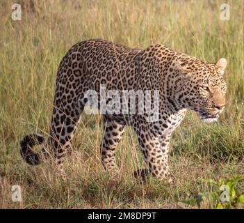 leopard walking in long grass, Masai Mara National Park, Kenya Stock Photo