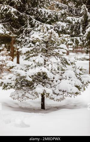 Beautiful winter landscape. Little fir tree covered with fresh fallen snow in winter forest on cold daytime. Pine trees in winter woods on background. Stock Photo