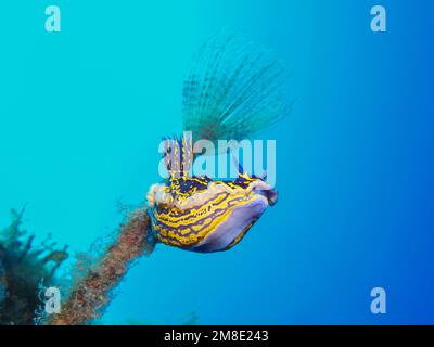 Nudibranch Felimare picta  - Royal sea goddess Stock Photo