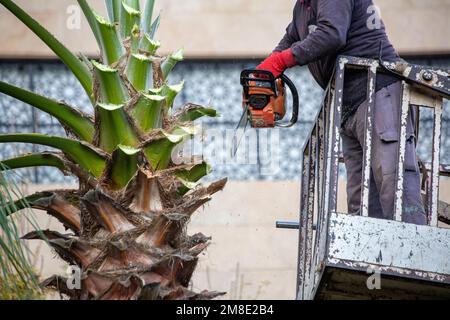 Worker pruning a palm tree with a tree saw. Stock Photo