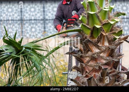 Worker pruning a palm tree with a tree saw. Stock Photo