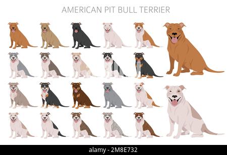 American pit bull terrier dogs clipart. Color varieties, infographic. Vector illustration Stock Vector