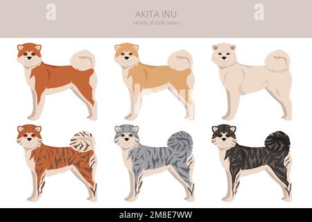 Akita Inu all colours clipart. Different coat colors set. Vector illustration Stock Vector