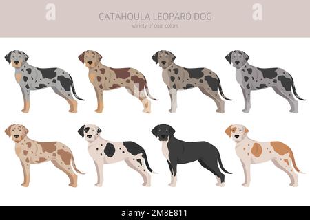 Catahoula Leopard dog clipart. All coat colors set.  Different position. All dog breeds characteristics infographic. Vector illustration Stock Vector