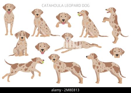 Catahoula Leopard dog clipart. All coat colors set.  Different position. All dog breeds characteristics infographic. Vector illustration Stock Vector