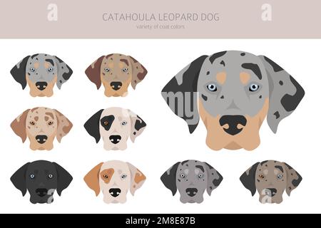 Catahoula Leopard dog clipart. All coat colors set.  Different position. All dog breeds characteristics infographic. Vector illustration Stock Vector