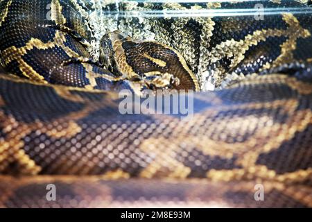 Python texture. A python curled up in a ball is sleeping Stock Photo