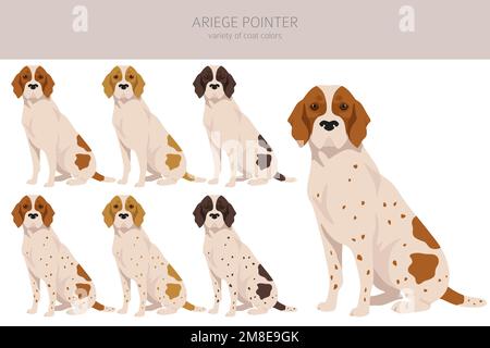 Ariege pointer clipart. Different poses, coat colors set. vector illustration Stock Vector