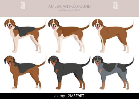 American foxhound all colours clipart. Different coat colors set ...