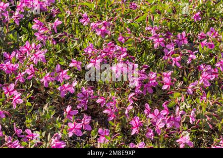 Bright pink, purple arctic dwarf fireweed flowers. Chamaenerion latifolium. Stock Photo