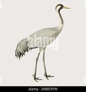Common crane bird vector vintage drawing Stock Vector