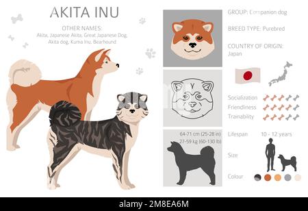 Akita Inu all colours clipart. Different coat colors set. Vector illustration Stock Vector