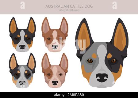 Australian cattle dog all colours clipart. Different coat colors and poses set.  Vector illustration Stock Vector