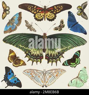 Butterfly vintage clipart collection vector Stock Vector