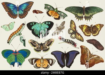 Vintage butterfly vector colorful illustration set Stock Vector
